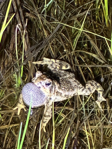Canadian Toad (Anaxyrus hemiophrys), a species recorded in Minnesota