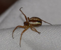 Araneus pratensis