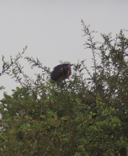 iNaturalist image