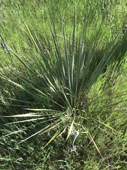 Yucca constricta