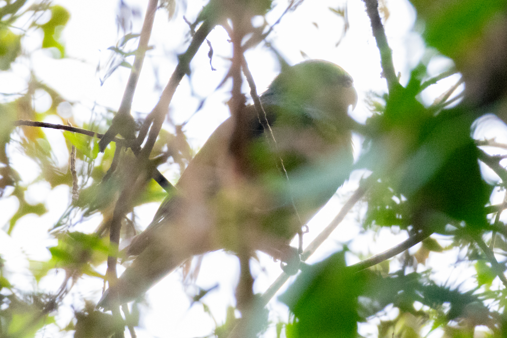 Black-winged Parrot illustration