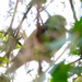 Black-winged Parrot - Photo (c) Thibaud Aronson, some rights reserved (CC BY-SA), uploaded by Thibaud Aronson
