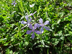 Phlox divaricata