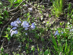 Phlox divaricata