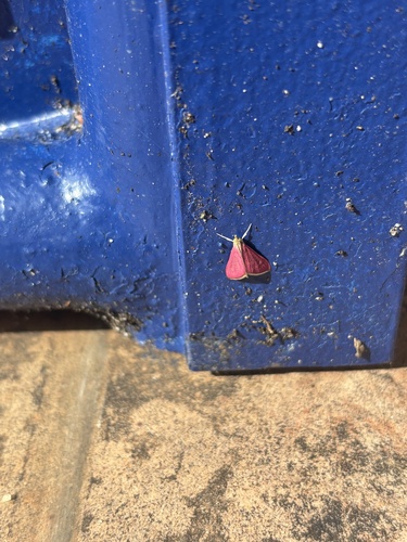 Pyrausta inornatalis
