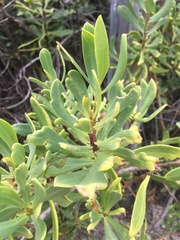 Myoporum insulare