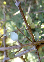 Olearia polita