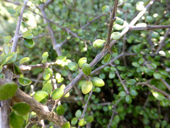 Olearia polita
