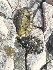Sypharochiton