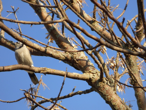 Blue Jay photographed in South Dakota