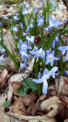 Scilla