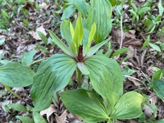 Trillium viride