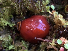 Cortinarius beeverorum