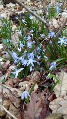 Scilla