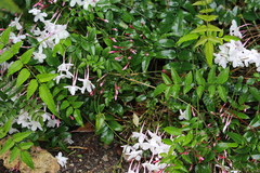 Jasminum polyanthum