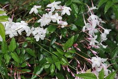 Jasminum polyanthum