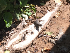 Sceloporus occidentalis