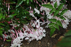 Jasminum polyanthum