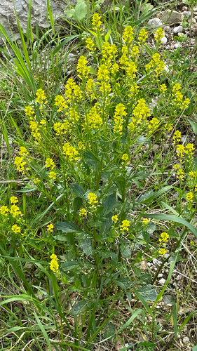 Barbarea vulgaris