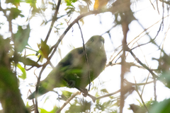 Hapalopsittaca melanotis