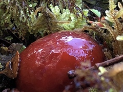 Cortinarius beeverorum