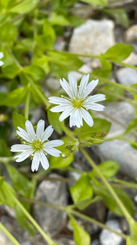 Stellaria aquatica