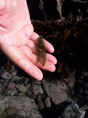 Caulerpa brownii