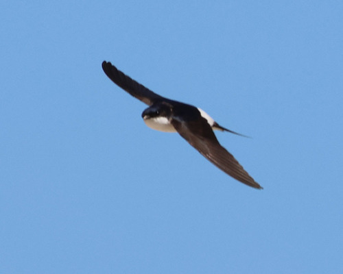 Avión común occidental (Delichon urbicum)