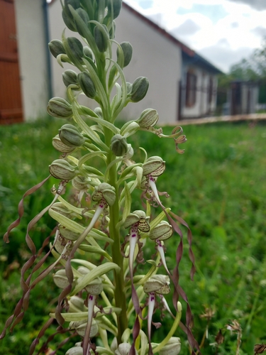 Lizard Orchid