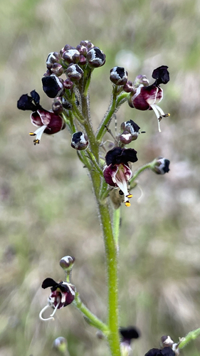 Scrophularia juratensis