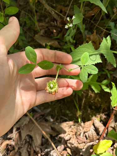Trifolium reflexum, photograph 6