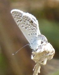 Hemiargus