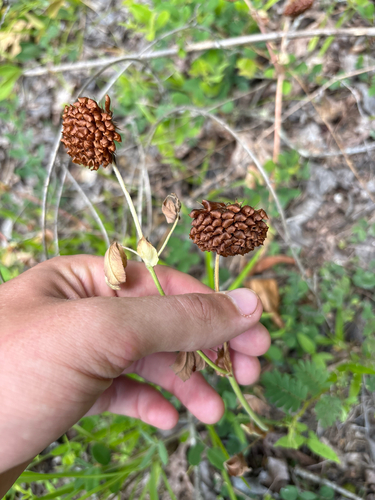 Trifolium reflexum, photograph 2