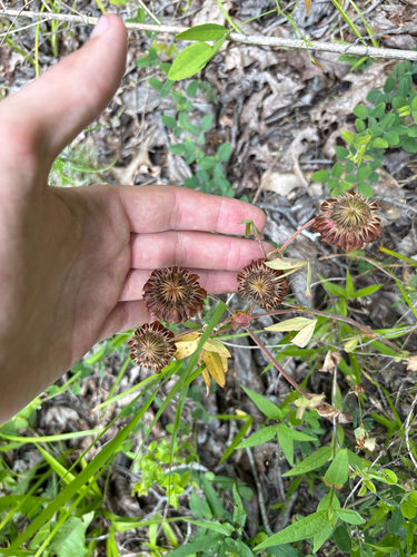 Trifolium reflexum, photograph 4