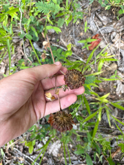 Trifolium reflexum