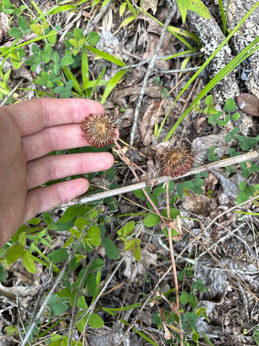 Trifolium reflexum, photograph 5