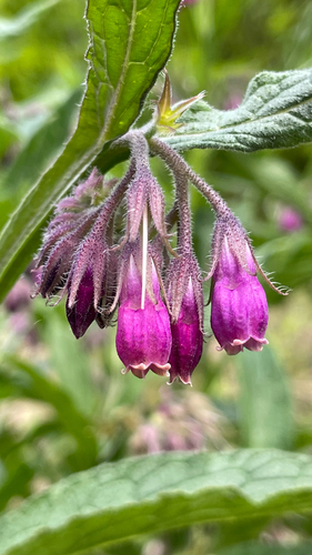 Symphytum officinale