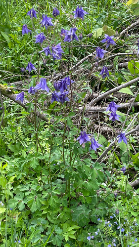 Aquilegia nigricans