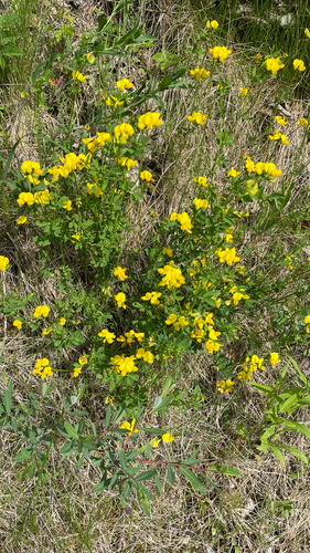 Lotus corniculatus