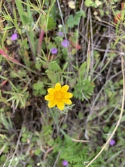 Pseudobahia heermannii