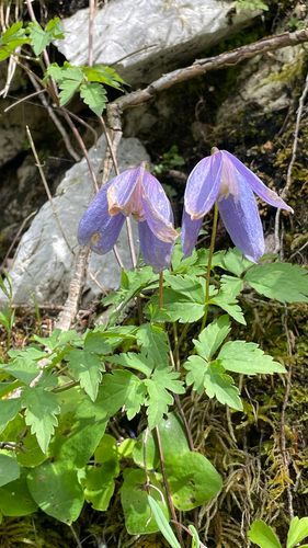 Clematis alpina