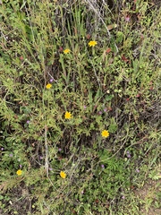 Pseudobahia heermannii