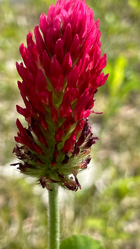 Trifolium incarnatum