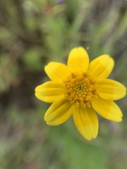 Pseudobahia heermannii