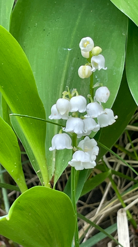 Convallaria majalis