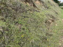 Pseudobahia heermannii