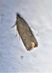 Glyphidocera juniperella