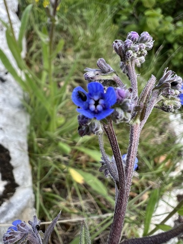 Cynoglottis barrelieri, photograph 1