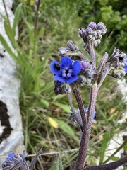 Cynoglottis barrelieri, photograph author not stated, no rights reserved