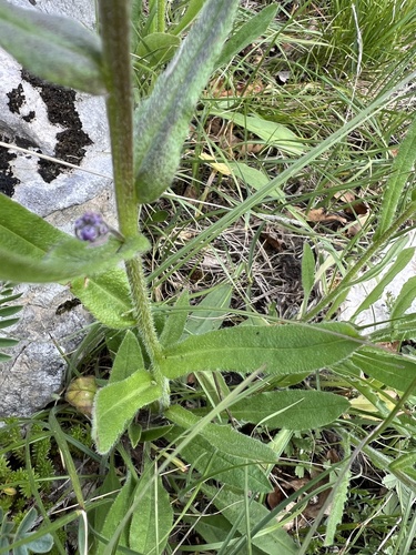 Cynoglottis barrelieri, photograph 2